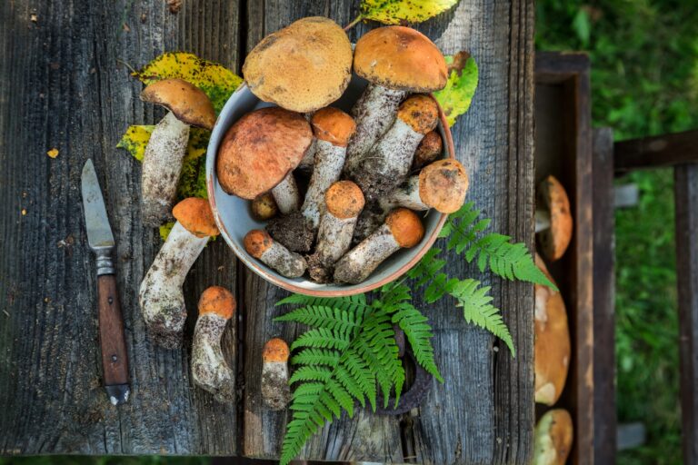 Healthy mushrooms straight from forest. Noble and yellow mushrooms.